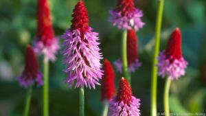 Die halb geöffneten Blüten der Orchideenprimel sind ein besonderer Blickfang