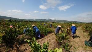 Tunesischer Wein soll dabei helfen, eine neue Art von Urlaubern anzulocken