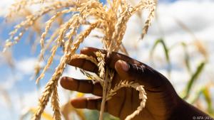 Extremwetter sorgt für Ernteeinbrüche im Süden Afrikas