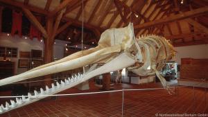 Pottwahl-Skelett im Heimatmuseum: Der Walfang hat die Geschichte Borkums geprägt