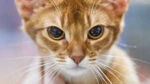 Knurrt die Katze, ist das ein aggressives und abwehrendes Zeichen