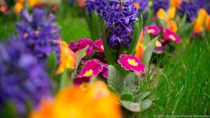 Primeln und Hyazinthen lassen den Garten im Frühling farbenfroh leuchten