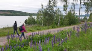 Die Wanderroute des Fryksdalsleden misst insgesamt rund 110 Kilometer