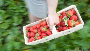 Am aromatischsten sind Früchte aus der Region