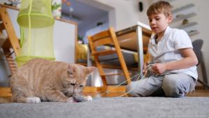 Katzen eignen sich für Kinder meist gut