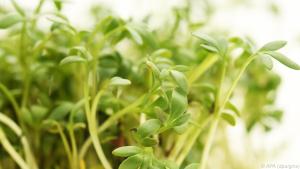 Gartenkresse wegen des scharfen Geschmacks beliebt