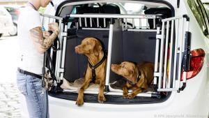 In einer Transportbox sind Hunde am sichersten im Auto aufgehoben