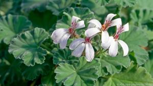 Die Sorte "Pelargonium odoratissimum" riecht und schmeckt nach Äpfeln