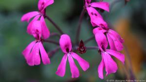 Diese südafrikanische Pelargonie liefert eine Arznei gegen Erkältungsbeschwerden