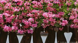 Die typischen Balkongeranien darf man nicht mit den Duftpelargonien verwechseln