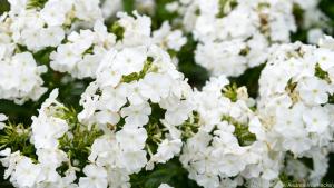 Der Hohe Phlox erreicht Höhen zwischen 70 und 120 Zentimetern