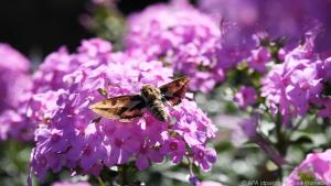 Am Ende eines warmen Sommertages leuchten die Farben des Hohen Phlox magisch
