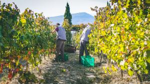 Weinlese in der Region Koutsi - dort liegt Seméli Estate auf 600 Metern Seehöhe