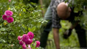 Vor der Pflege von Rosen muss man keinen allzu großen Respekt haben