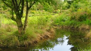 Streifzug durch den naturnah gestalteten Ballyrobert Gardens