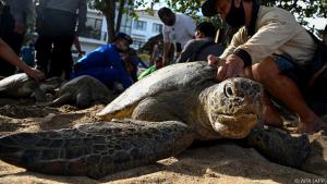 Für die Natur ist weniger Massentourismus auf Bali ein Segen