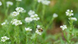 Kräuter- oder Blumenrasen bieten vielen Insekten Nahrungsquellen und Lebensraum