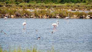 In den Salinen von Es Trenc fühlen sich auch Flamingos wohl