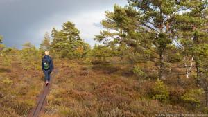 Herbstfarben: Planken-Trail im Moorgebiet Koigi auf der Insel Saaremaa