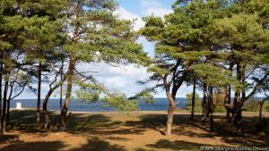 Hübsche Natur: Kiefern hinter der Steilküste Panga auf Saaremaa