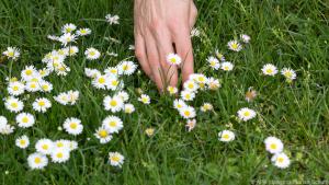 Gänseblümchen sind gesund und machen sich gut als Dekoration im Salat