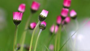 Geschlossen leuchten Gänseblümchen manchmal rosa
