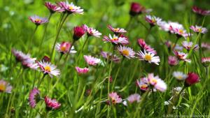 Früher war das Gänseblümchen auch als Heil- und Gewürzpflanze bekannt