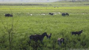 Zebras grasen im Reservat Especial de Maputo