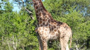 Im Tembe Elephant Park leben viele Wildtiere