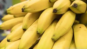 So schön sehen Bananen nicht lange aus