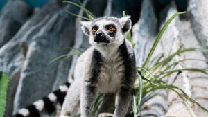 Kattas gehören zu den ersten Bewohnern der neuen Zoo-Flächen