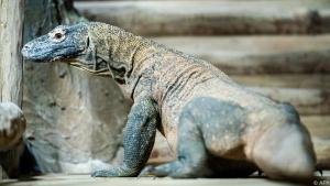 Ein Komodowaran in seinem Gehege