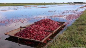Weil die Beeren innen hohl sind, schwimmen sie auf dem Wasser