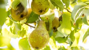 Die Erntezeit für Birnen liegt zwischen August und Ende Oktober