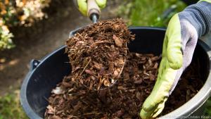 Bodenpflege für den Birnenbaum: Rund um den Stamm sollte man regelmäßig mulchen