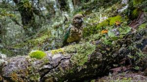 Der Kea mag die Aufmerksamkeit der begeisterten Wanderer