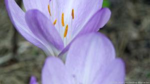 Es gibt rund 130 verschiedene Arten der Herbstzeitlosen