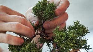 Der Bonsai wird durch Schnitt und Drahten in Form gebracht
