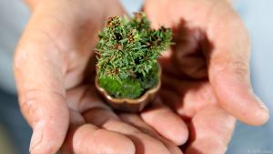Miniatur eines ausgewachsenen Baumes