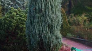 Im kleinen Garten machen schlanke, säulenförmige Wacholder Eindruck