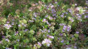 Quendel ist nur eines von vielen Wildkräutern im Fichtelgebirge