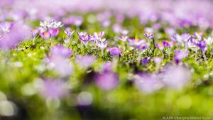 Krokusse sind kaum anfällig für Krankheiten und vermehren in meist von allein