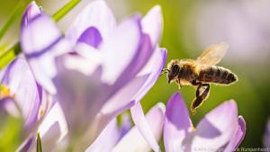 Krokusse sind wichtige Nektarquellen für Hummeln und Bienen