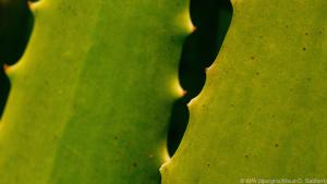 Aloe vera erkennt man an den fleischigen Blättern mit kurzen, stumpfen Stacheln