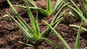 Die Exotische Aloe vera kann im Sommer draußen gehalten werden