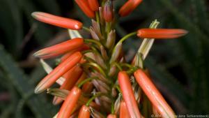 Aloe vera sieht nicht nur schön aus, sie ist auch eine Heilpflanze
