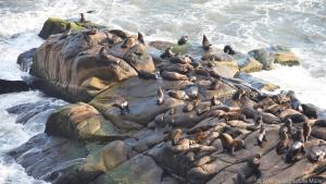 Seehunde und Seelöwen am Cabo Polonio müssen keine Angst mehr vor Jägern haben