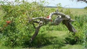 Die rote Blüte des Korallenbaums - hier eher klein - ziert das Wappen von Uruguay