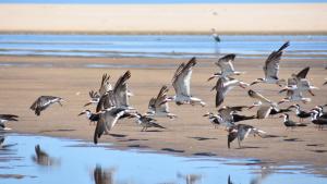 Sand und Wasser: Die Laguna de Rocha ist ein Vogelparadies