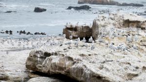 Zur Brutzeit nisten auf Bird Island bis zu 20.000 Kap-Tölpel